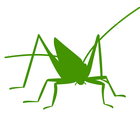 Orthoptera icône