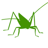 Orthoptera