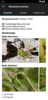 Orthoptera Affiche