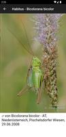 Orthoptera capture d'écran 2