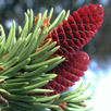 iForest - Trees and shrubs APK
