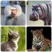 Mammals – Learn All Animals in