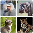 Mammals – Learn All Animals in APK