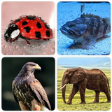 Animals icon