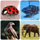 Animals - Quiz about Mammals! APK