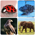 Animales icono