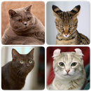 Races de chat- Quiz sur les ch APK