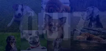 Hunderassen - Quiz über Hunde!