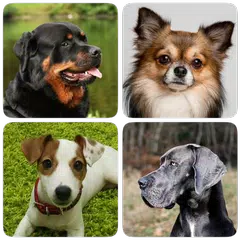 Dog Breeds - Quiz about dogs! APK 下載