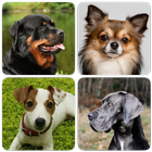 Dog Breeds - Quiz about dogs! biểu tượng