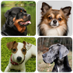 ”Dog Breeds - Quiz about dogs!