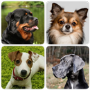 Dog Breeds - Quiz about dogs! APK