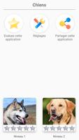 Races de chiens - Quiz! Affiche