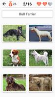 2 Schermata Razze canine - Quiz sui cani!