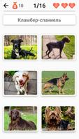 Породы собак – Фото-тест скриншот 3