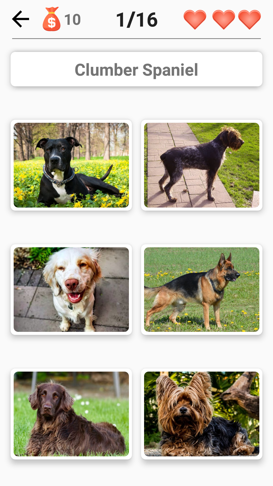 Dog Breeds - Quiz all dogs of the world! APK 1.91 Download for Android – Download Dog Breeds - Quiz about all dogs of the world! APK Latest Version - APKFab.com
