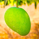 Sooper Mango APK