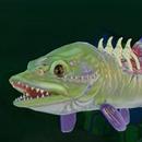 Feed and Grow Fish Tips APK