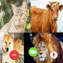 Animals Fake Video Call APK