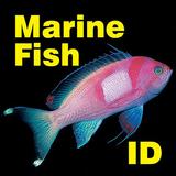 Marine Fish ID Gt Barrier Reef