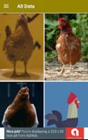 Chicken Wallpaper-poster