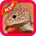 Gecko Wallpaper icon