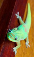 Gecko Wallpaper screenshot 3