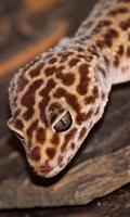 Gecko Wallpaper poster