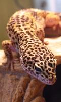 Gecko Wallpaper screenshot 1