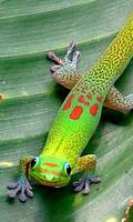Gecko Wallpaper screenshot 2