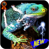 🦎 Reptile 🦎 Wallpapers HD for Animal Lovers icône