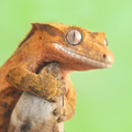Gecko Wallpapers