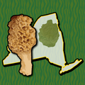 Adirondack Mushroom Forager NY