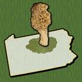 Allegheny Mushroom Forager PA