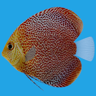 ikon Discus Fish Aquarium LWP