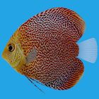 Discus Fish Aquarium LWP ไอคอน