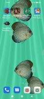 Discus Fish Aquarium LWP poster