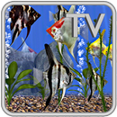 Angel Fish Aquarium TV Live APK