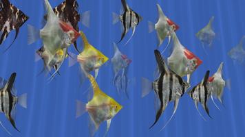 Angel Fish Aquarium TV Live 截圖 2