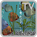 Discus Fish Aquarium TV Live APK