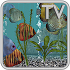 Discus Fish Aquarium TV biểu tượng