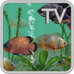 Oscar Fish Aquarium TV Live