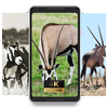 Gemsbok beauty Wallpaper