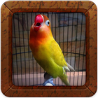 Melatih Lovebird Juara - Burung Lovebird Juara icône