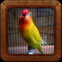 Melatih Lovebird Juara - Burung Lovebird Juara Plakat
