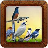 Koleksi Suara Burung Offline L