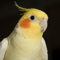 Sonidos de cockatiel