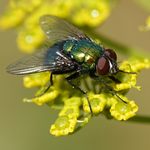 Fly sounds icon