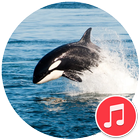 Killer Whale Sounds icon