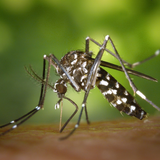 Suoni di zanzare